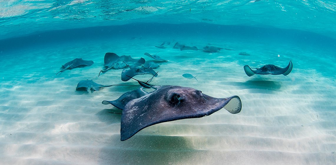 Stingrays over a sandy bottom.